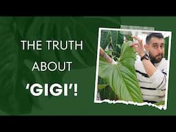 🌿 One Year with Anthurium ‘Gigi’ – Worth It? 🤔 Find Out!