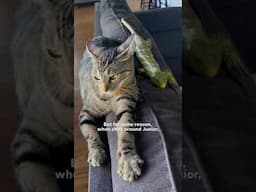 Cat Runs To Greet Her Lizard Brother | The Dodo