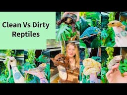 Dirty Vs. Clean Reptiles