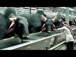 World's Largest Giant Cow Ranch - Livestock Transport & Slaughter Process - Cowhide Processing Plant