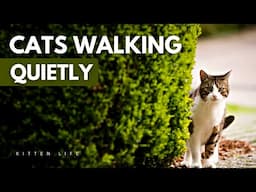 Silent Strides: The Secret Behind a Cat's Quiet Walk