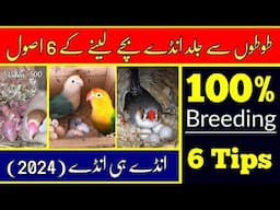 Parrots 100% Breeding Tips 2024: 6 Secret Tips of Budgies, Love Birds, Finches By |Arham| Video. 500