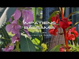 How to harvest Touch Me Not Seeds (Impatiens Balsamina)