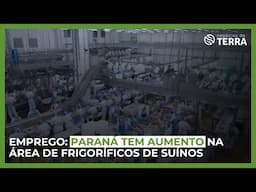 Emprego: Paraná tem aumento na área de frigoríficos de suínos - (16/11/2024) - Negócios da Terra