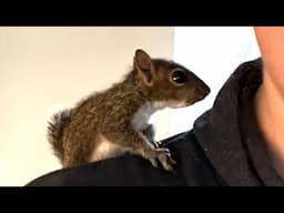 My rescue squirrel barks when ignored