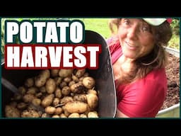 Potato Harvest | Kennebec Potatoes | Ruth Stout Straw Method