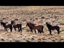 On our way home through Nevada…