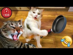 1 Hour Of Funniest Animals 😅 New Funny Cats and Dogs Videos 😸🐶