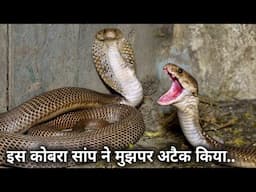 देखिए कोबरा सांप ने कैसे अटैक किया, बहुत बड़ा कोबरा सांप Rescue Indian Cobra Snake