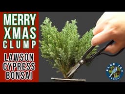 Merry Christmas Clump - Starting a Lawson Cypress Kabudachi Bonsai