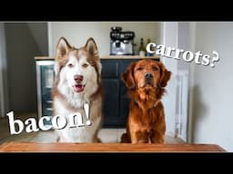 Dog Reviews Food With Brother | Funny Husky And Golden Retriever Taste Test 1