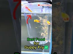 Guppy Fry Care - Best Food for Guppy Fry #guppyfishtank #aquarium #fishtank #guppyhobby