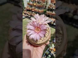 Gymnocalycium Mihanovichii blooms | bikolanahardinera #shortvideo #cactus #succulent