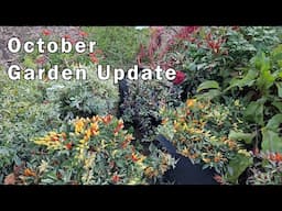 October Vegetable Garden Update and Tour - Still Harvesting Veggies in October