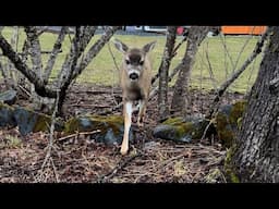 Sitka black tail deer KODIAK ALASKA!