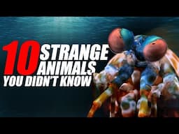 10 Strange and Exotic Wildlife Animals You Might Have Never Known Existed in the Past