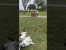 Training at the park - working on 3 dog heelwork tricks