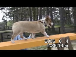 Goro walks on the balance beam バランスビームの上を歩くゴローさん 20060604 平均台