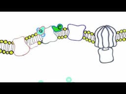 Respiración celular | 5 | Teoría moderna cadena transportadora de electrones