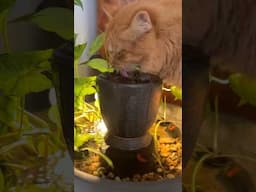 Cat found my guppy mini pond