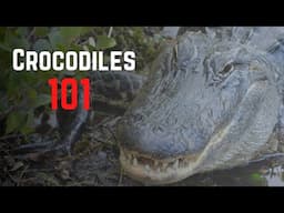 Crocodiles 101 Facts and Information About These Powerful Creatures