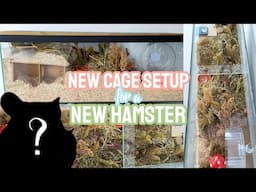 Natural Hamster Cage Setup for a New Hamster - German Inspired Enclosure + Haul 🐹🍄🌿