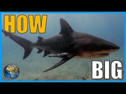 How Big do Bull Sharks Get?