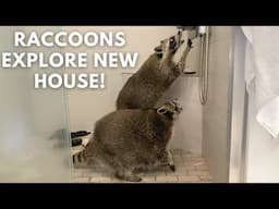 Raccoon Proofing Our New House! (& raccoons first look inside)