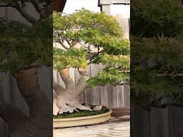 Amazing Bonsai - Japanese maples #japanese #maple #fall #bonsai #bonsaitree