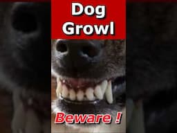 Dog Growl & Snarl Sounds ~ Prank Your Cat and Dog (See How Your Dog REACTS) #prankyourdog#dogshorts