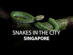 Snakes In the City - Singapore - TRAILER (4k)