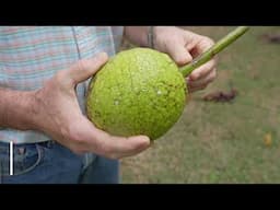 Breadfruit | A tasty, versatile fruit with great growth potential