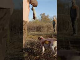 Its rabbit season in the bluegrass state! #rabbit #dog #hunting #outdoors #shotgun #fun #huntingdog