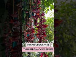 Magical hanging flowers Indian Clock Vine in my garden #hangingplants #balconydecorideas