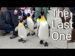 One Last Time Before Retiring - The Last King Penguin Parade at the Cincinnati Zoo