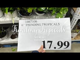 Trending Tropicals Plants at our Costco