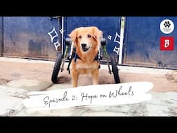 Best Friend Stories Episode 2: Hope on Wheels | Animal Rescue Stories