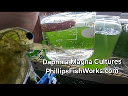 Daphnia Magna Cultures Available