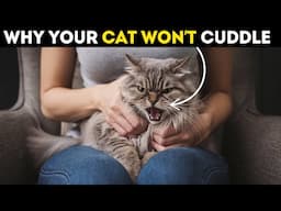 Scientists Reveal SHOCKING Truth About Why Your Cat Won’t Cuddle