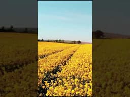 A beautiful crop of flowers in Ireland #shorts