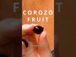 Corozo Fruit - A palm fruit that makes delicious juice!