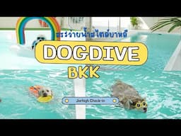 สระว่ายน้ำน้องหมาแบบทำถึง Dogdive.bkk l Jerhigh Check in