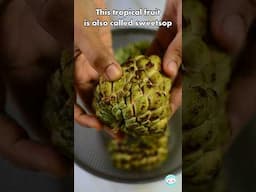 Grow Sugar Apples from seed!