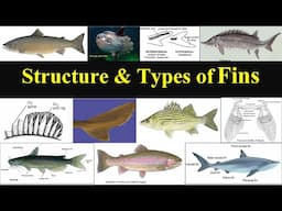 Types of Fins in fishes| Fish fins | Caudal Tail | Homocercal | Heterocercal | Protocercal