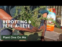 Rosemary and Ginger Repot & Tête-à-Tête — Ep. 401