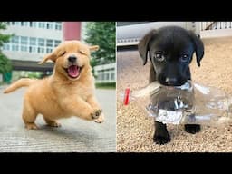 Funniest Animals 2024 😂 Best Funny Cats and Dogs 😻🐶 Part 43 | Cute Baby Dogs