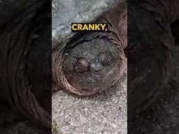 Snapping Turtle SNAPS! Ozzy Man Quickies