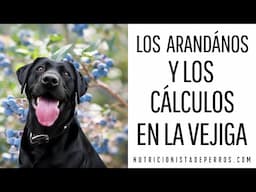 Arándanos para mejorar la salud del perro con cálculos en la vejiga.