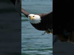 One eyed eagle swoops in and grabs a fish from the surface of the water.