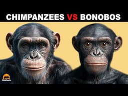 What Is The Difference Between Chimpanzees And Bonobos?